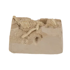 Coffret de paléontologie