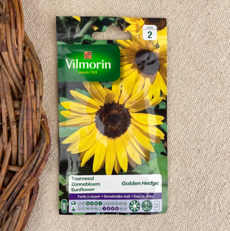 Semence de Tournesols